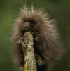 Headgehog