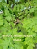 Огоньок^^